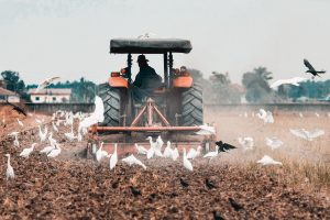 A tractor in a field surrounded by birds that could result in tractor accidents. 