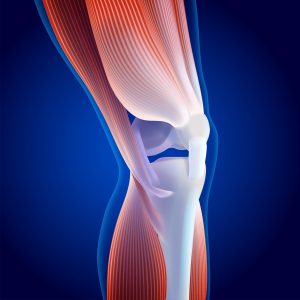 A blue and red illustrative image of a knee with ligaments.